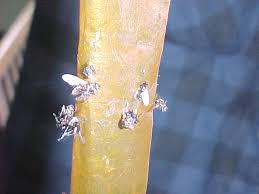 fly glue board