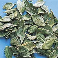 agathosma betulina