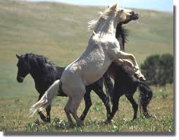 cloud stallion of the rockies