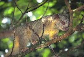kinkajou predators