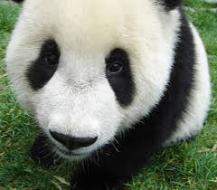panda bears pictures
