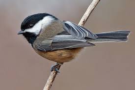 chickadee photos