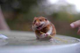 ninja hamster