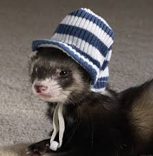 ferret hats