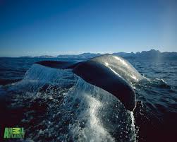 the big blue whale