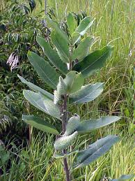 milkweed images
