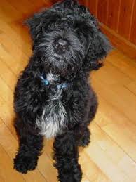 portuguese dog