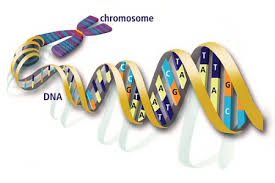 dna strands
