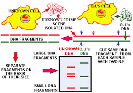 dna finger printing