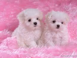 perros blancos