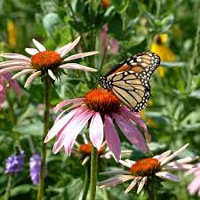 butterfly gardening