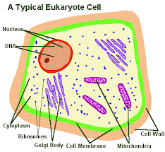 membrane