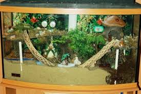 hermit crab diet