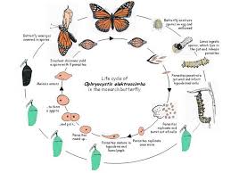 butterfly life cycle stages