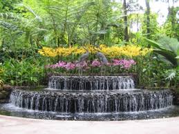 orchid gardening