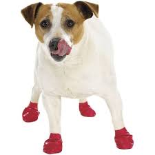doggie rain boots