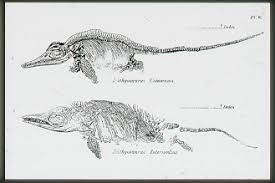 mary anning