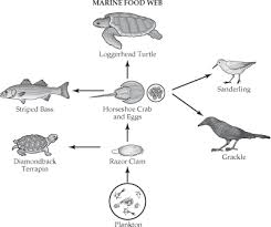 marine food web