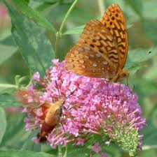 buddleia davidii
