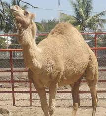 camel meat
