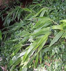 bamboo ground cover