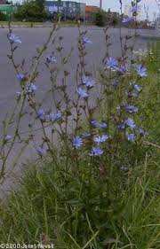 chicory plants