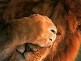 les animaux de l afrique