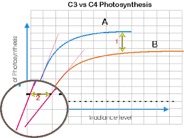 c3 c4 plants