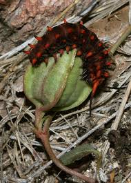 pipevine swallowtail caterpillar