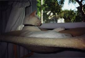 dog window seat