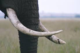 tusks of elephants