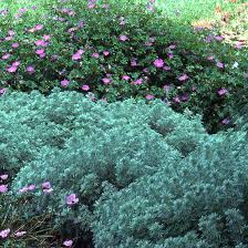 artemisia plant
