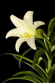 Who - Pictures Of Lily