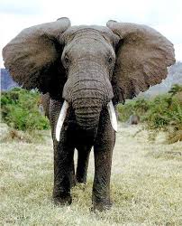 living animals