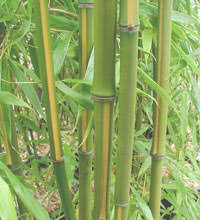 retting bamboo