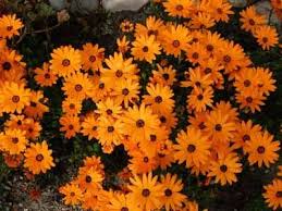 african daisy