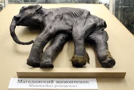 lyuba mammoth
