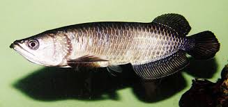 jardini arowana
