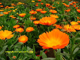 calendula
