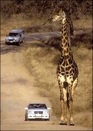 kruger national park