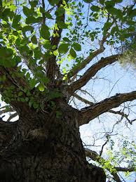 old oak