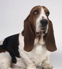 basset hound dog
