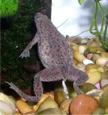 dwarf frogs