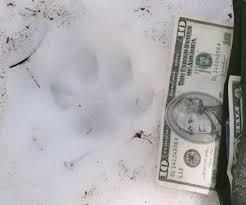 lynx paw print