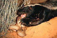 Honey badger - Wikipedia