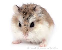 robo hampster