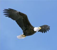 bald eagle in flight picture