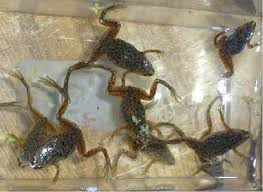 dwarf frogs