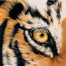 eye of a tiger
