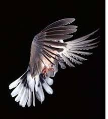 flight of the dove